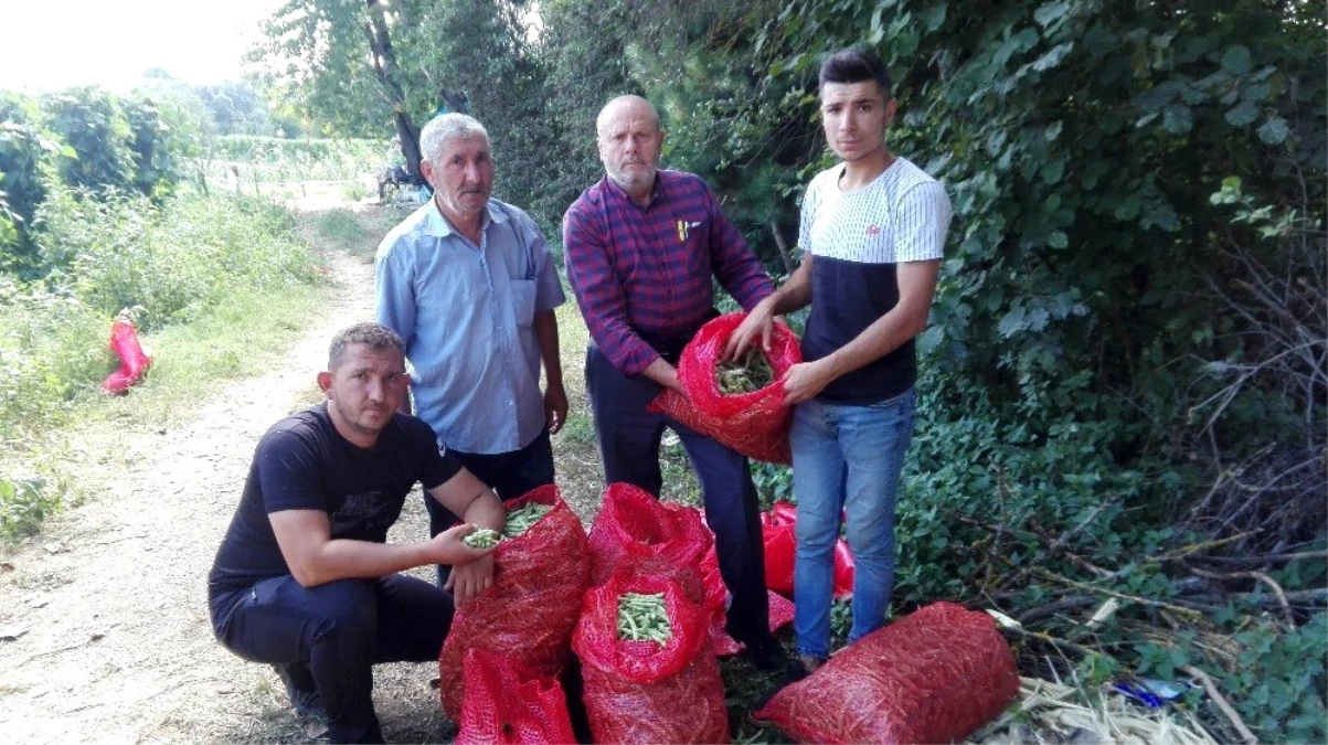 Boncuk fasulye üreticisi şaşkın