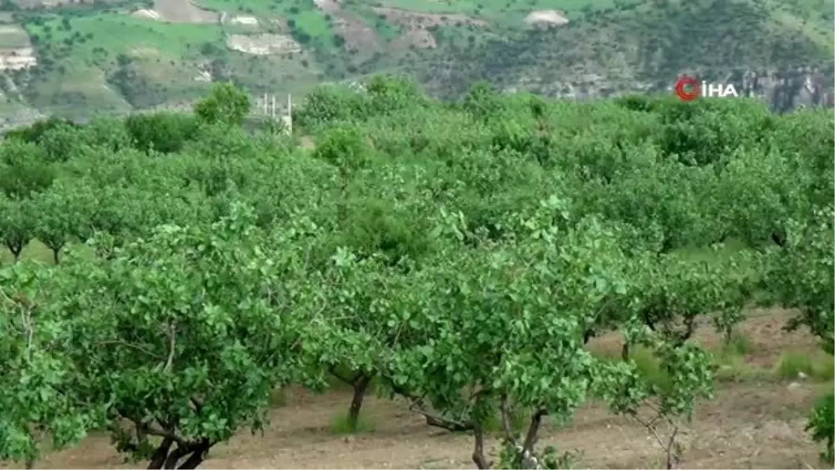 Fıstık hasadına sayılı günler kala bağ sahiplerinin rekoltede düşüş tedirginliği başladı