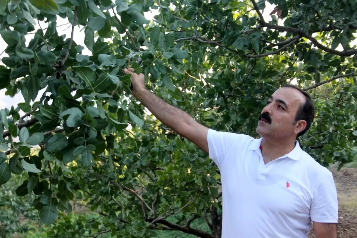 Fıstık hasadına sayılı günler kala rekoltede düşüş beklentisi