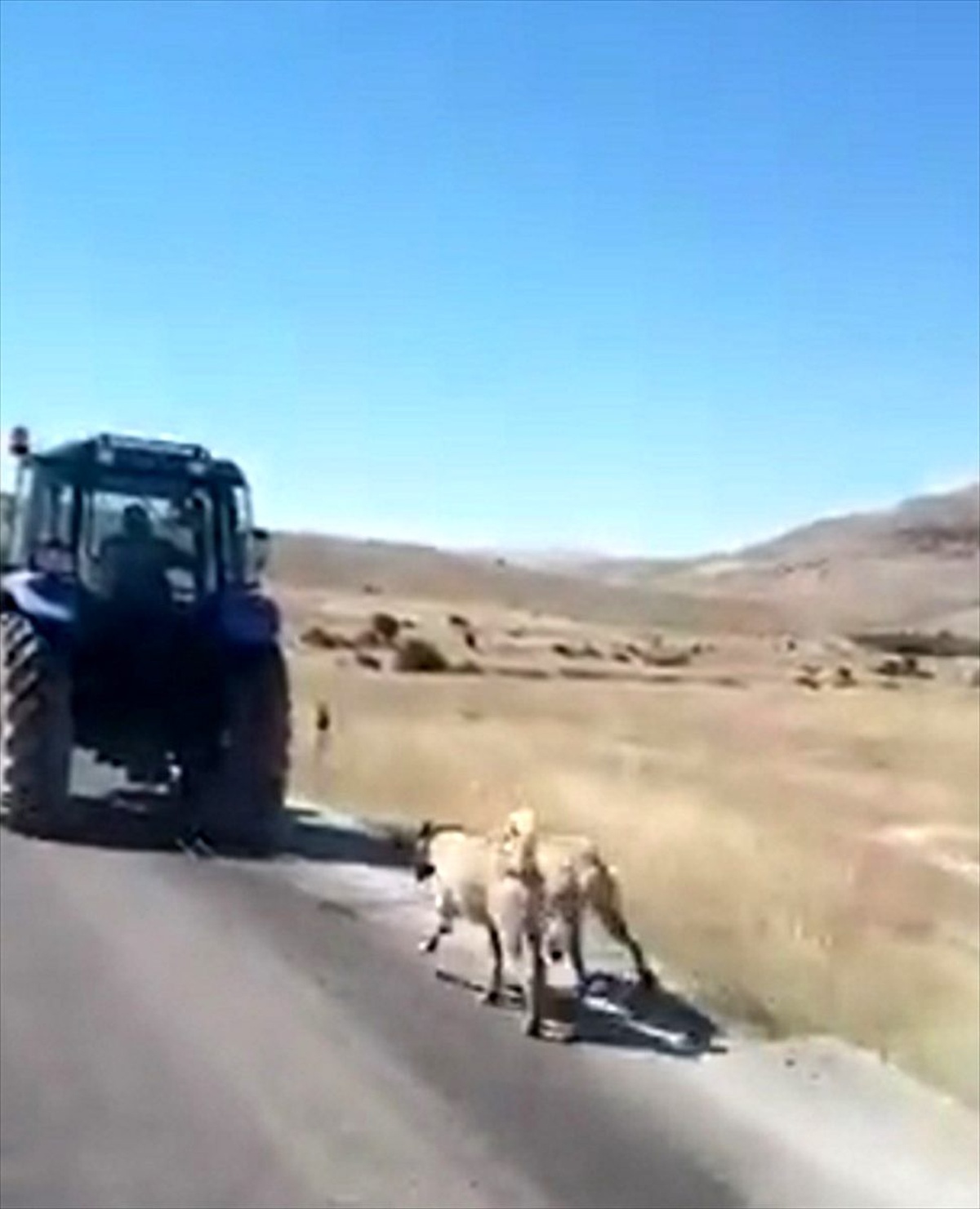 Kangal köpeklerine eziyete işlem