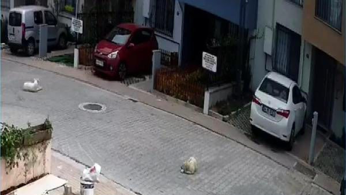 Kayaşehir\'de bir sürücünün otomobiliyle köpeği ezme anı kamerada