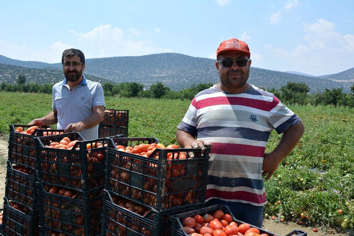 \'Kırmızı altın\'da hasat zamanı