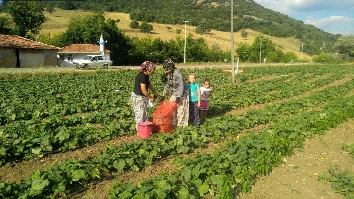 Kornişon üretimindeki artış Sındırgılı çiftçiyi sevindirdi