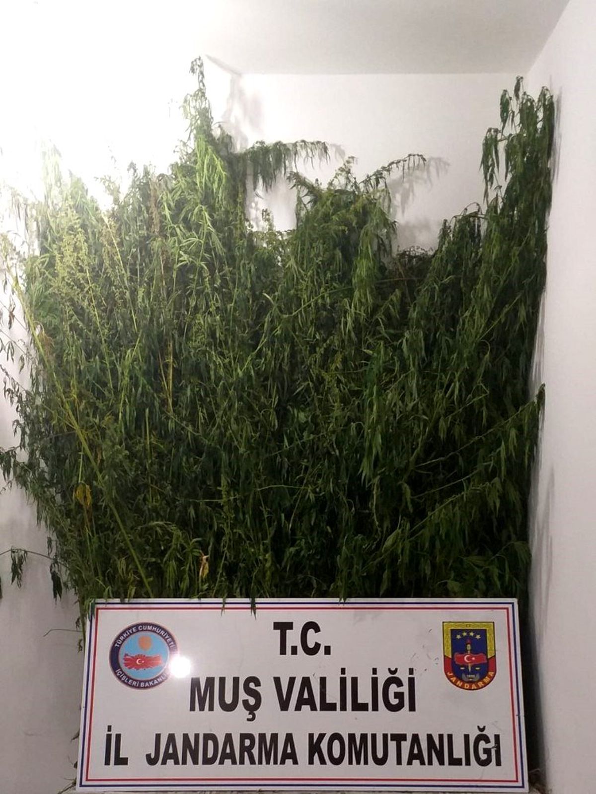 Muş\'ta kenevir operasyonu: 3 gözaltı