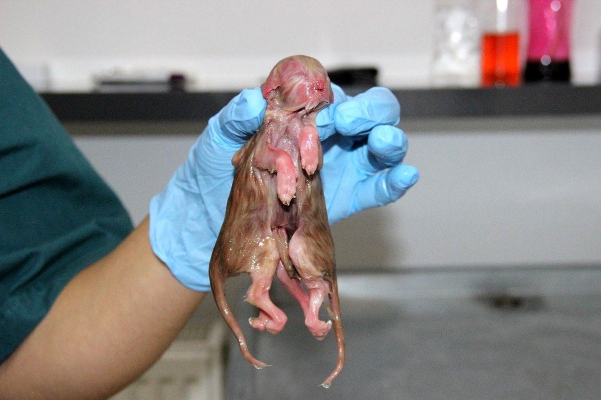 Ölü doğan tek başlı, iki vücutlu ve sekiz bacaklı kedi görenleri şaşırttı