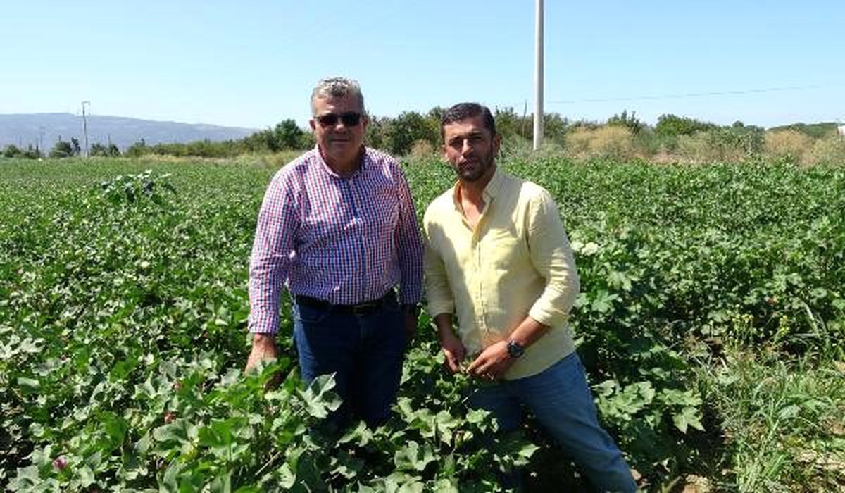 Pamukta sezon öncesi fiyat tedirginliği