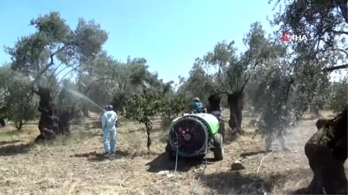 Zeytin sineğine organik çözüm "kaolin"