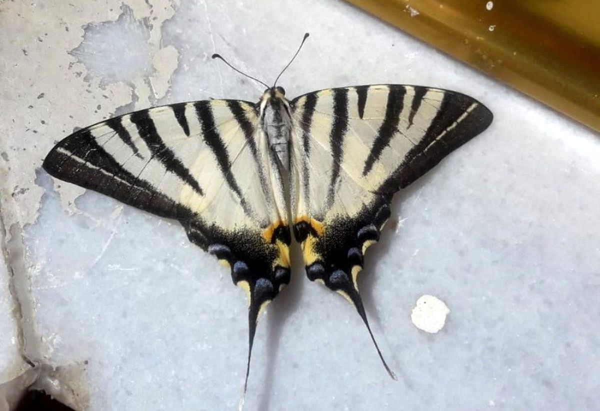Adıyaman\'da zebra çatal kuyruklu kelebek görüldü