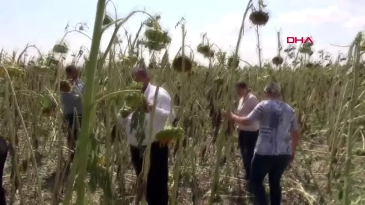 Aksaray\'da dolu, bin hektar alana zarar verdi