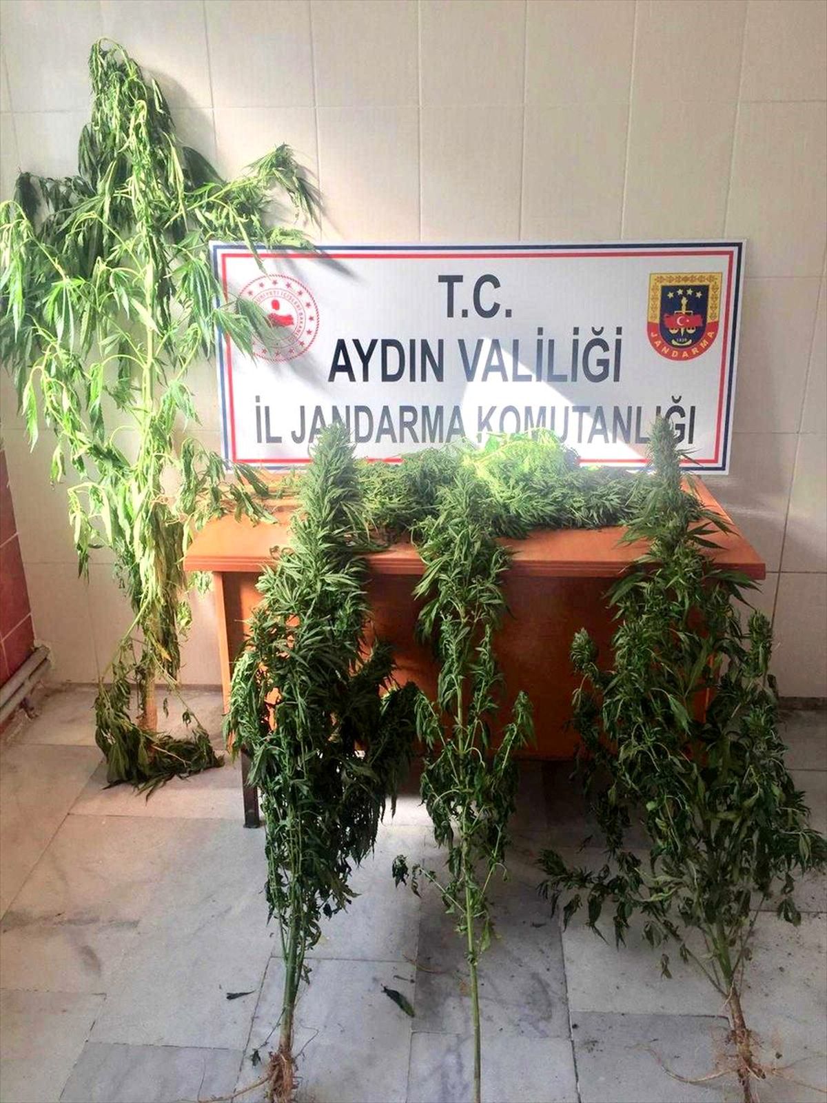 Aydın\'da uyuşturucu operasyonu