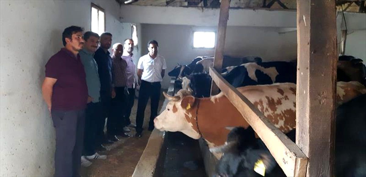Bilecik\'te büyükbaş hayvan yetiştiriciliğinde yeni proje