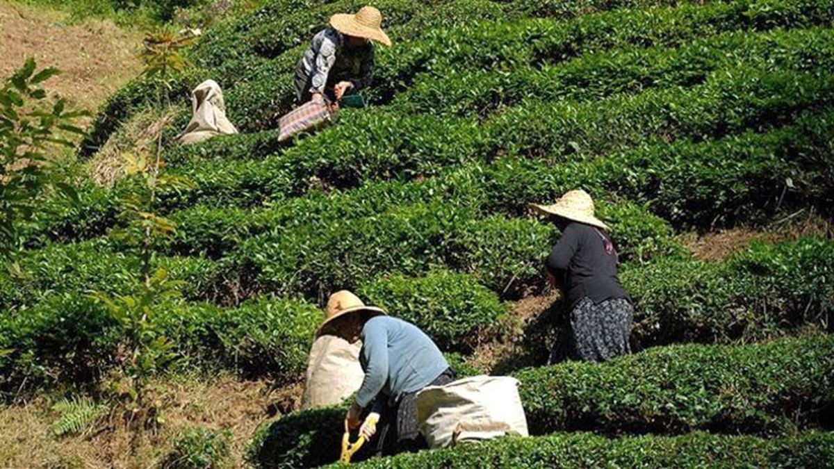 ÇAYKUR satışlarını yüzde 27 artırdı