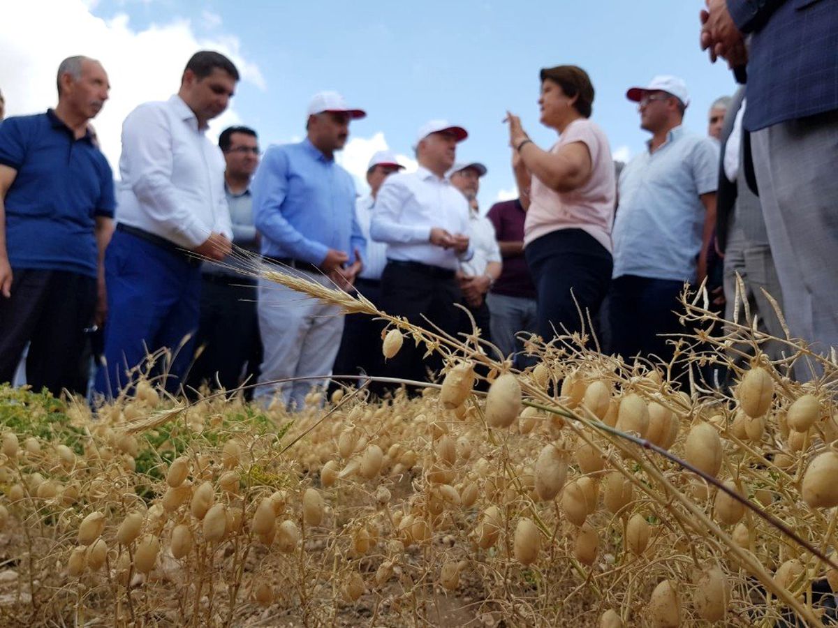 Develi\'de Tarla Gününde Nohut Çeşitleri Tanıtıldı