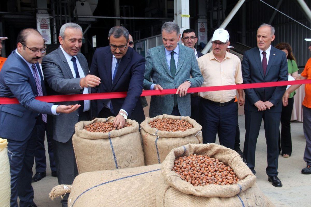 Giresun\'da ilk fındık 18,36 TL\'den işlem gördü