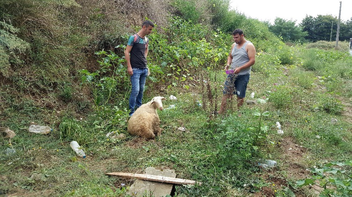 Kaçan kurbanlık koyun 9 gün sonra bulundu