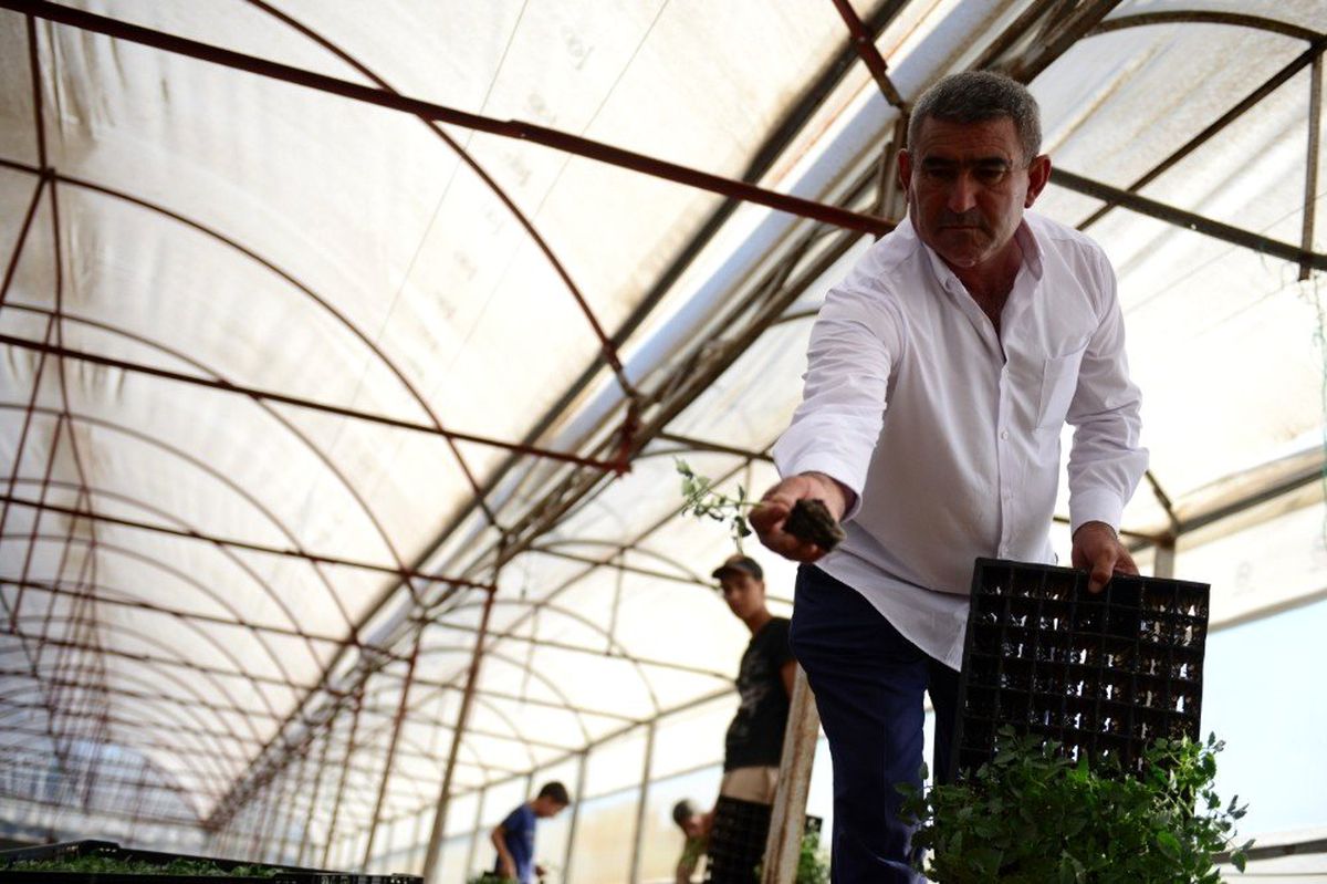 Kumluca güz dönemi domates dikimi başladı