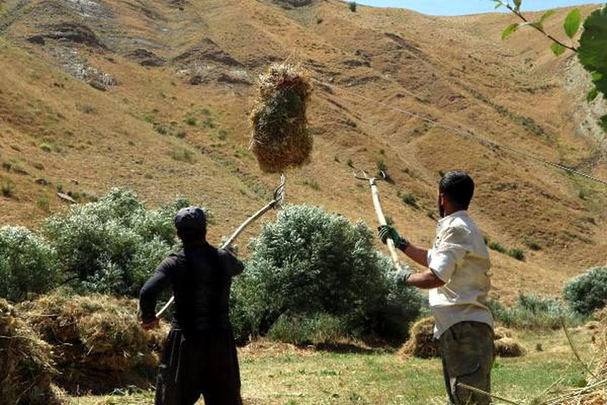 Ot balyalarını çelik halatla köye taşıyorlar