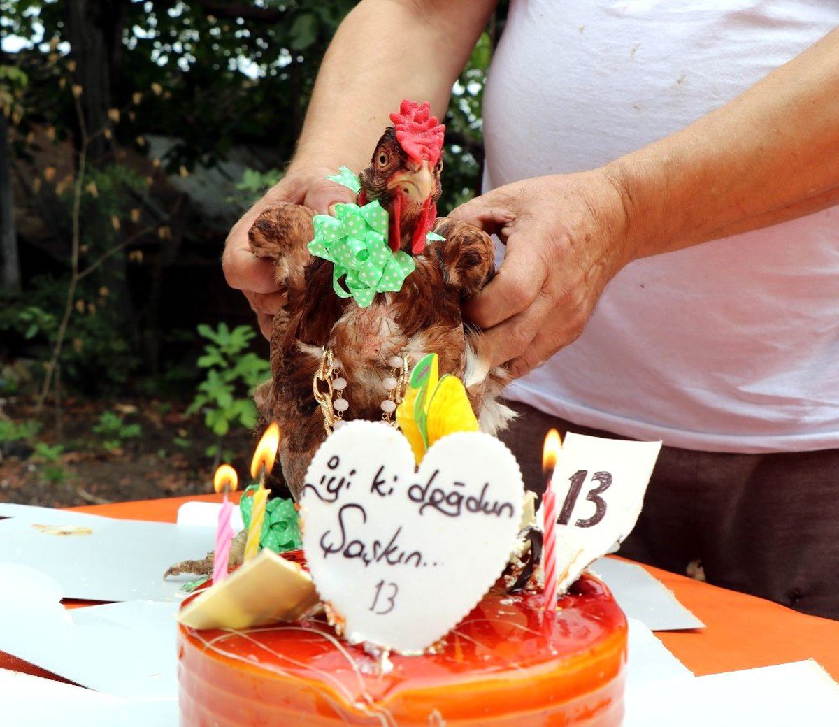 \'Şaşkın\' tavuğa 13. doğum günü kutlaması