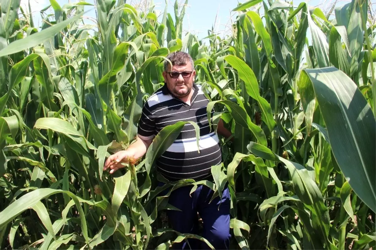 Şehir merkezine inen domuz sürüleri çiftçileri canından bezdirdi