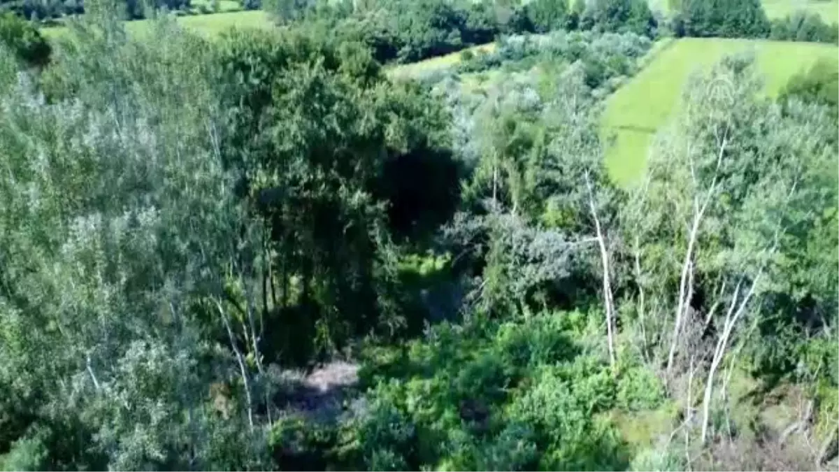 Sit alanında ağaç kesimi yapanlar fotokapan ile yakalanacak