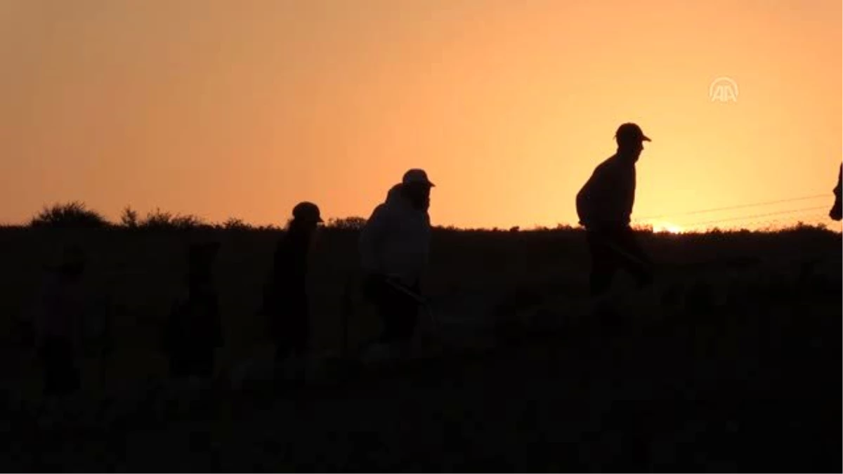 Suriye sınırındaki Oylum Höyük\'te kazılar yeniden başladı - KİLİS