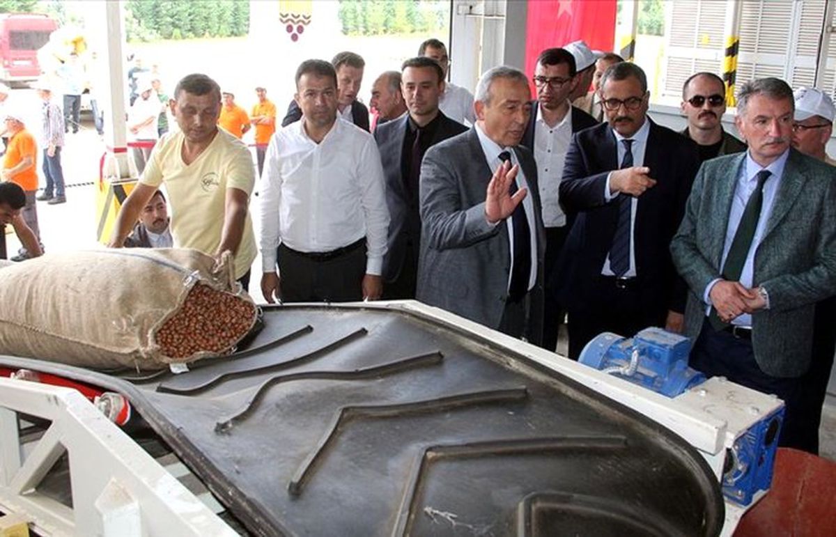 TMO Giresun\'da fındık alımına başladı