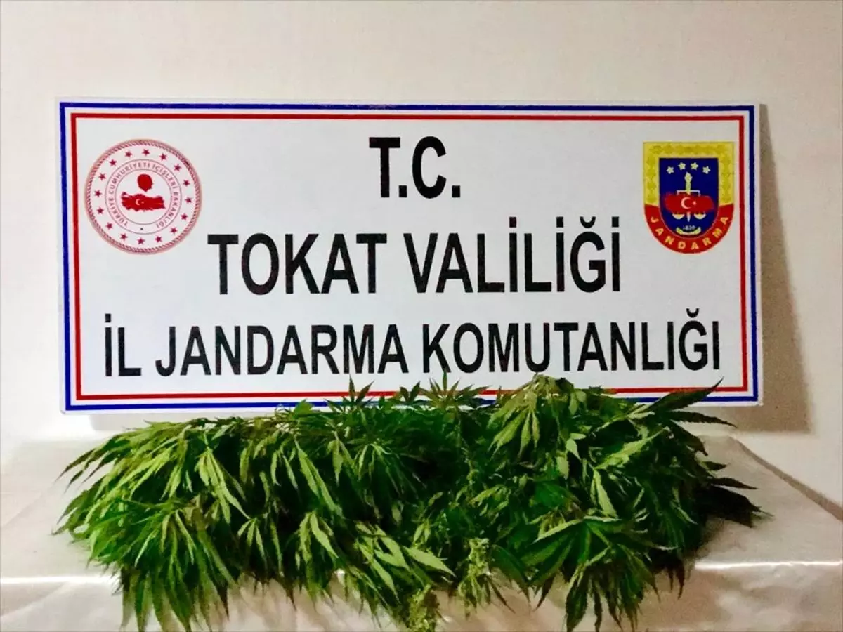 Tokat\'ta uyuşturucu operasyonu