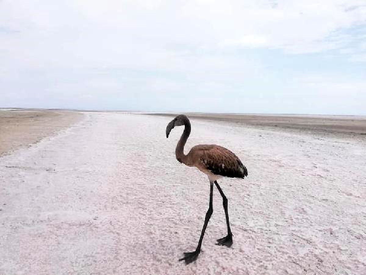 Yaralı flamingo, tedavisinin ardından doğaya bırakıldı