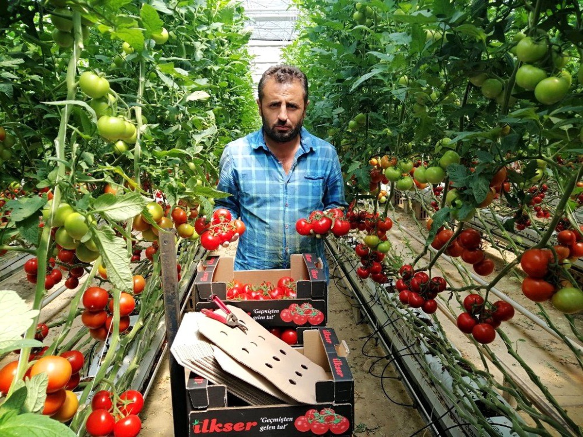 Yozgat\'ta jeotermal serada yılın 12 ayı domates üretiyorlar