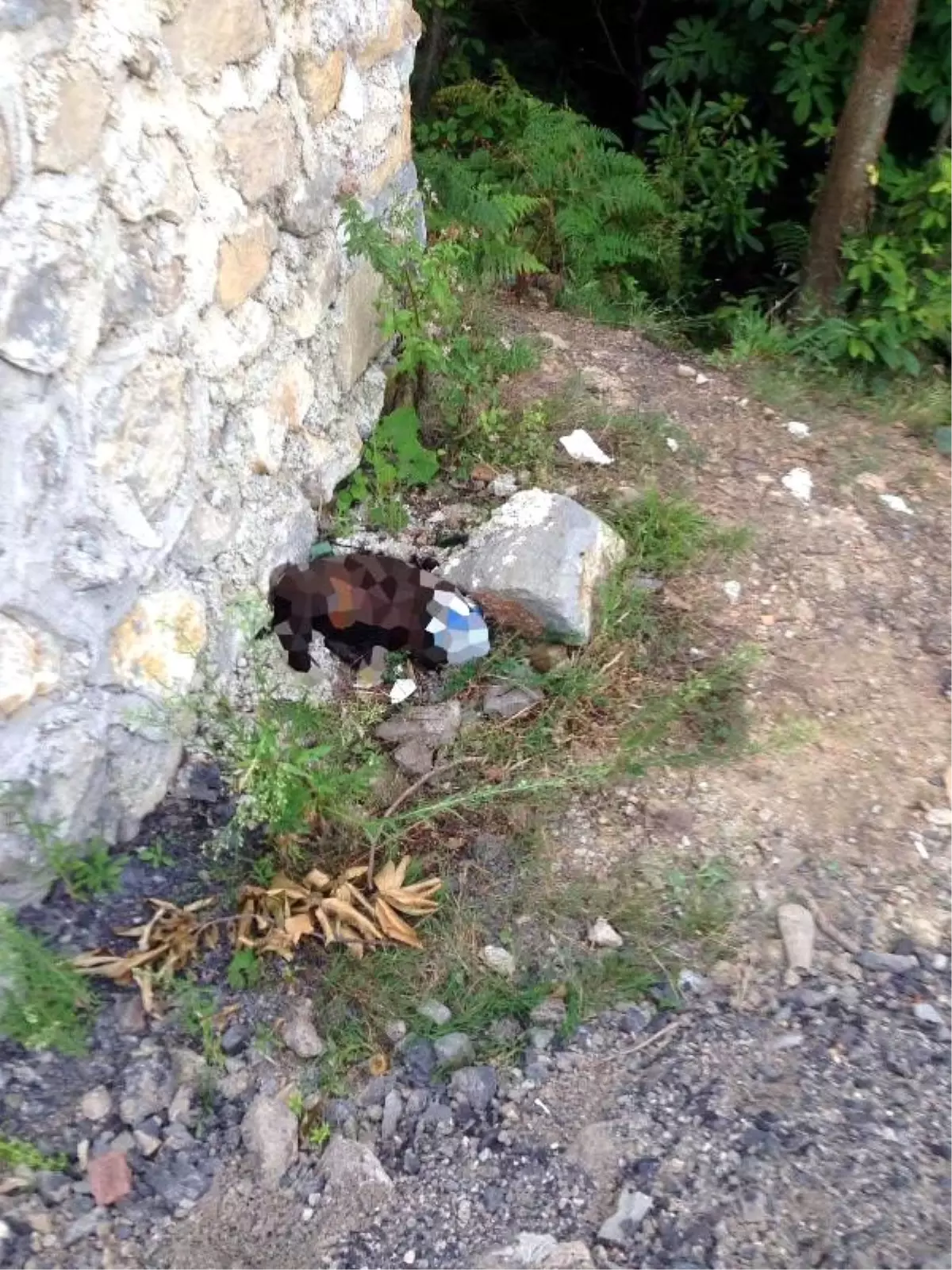 Zonguldak\'ta sokak köpeğine işkence iddiası