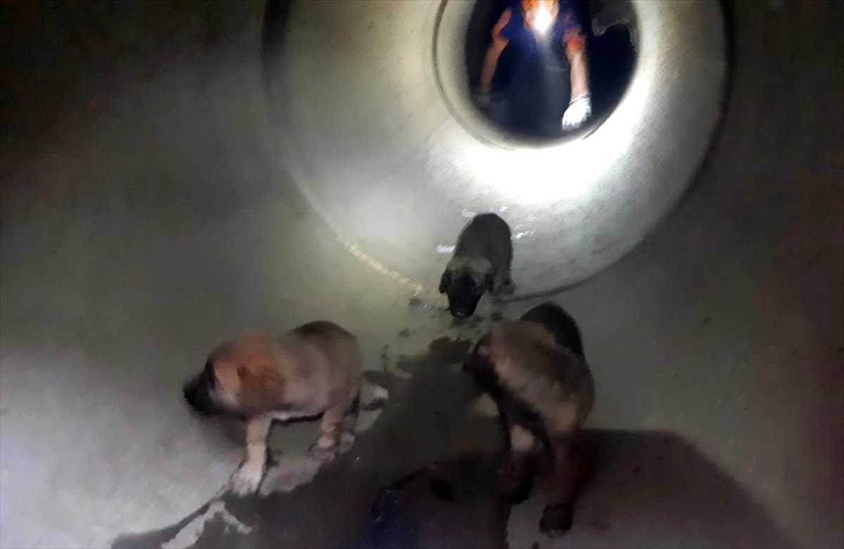 Adana\'da rögardan düşen köpek yavruları kurtarıldı