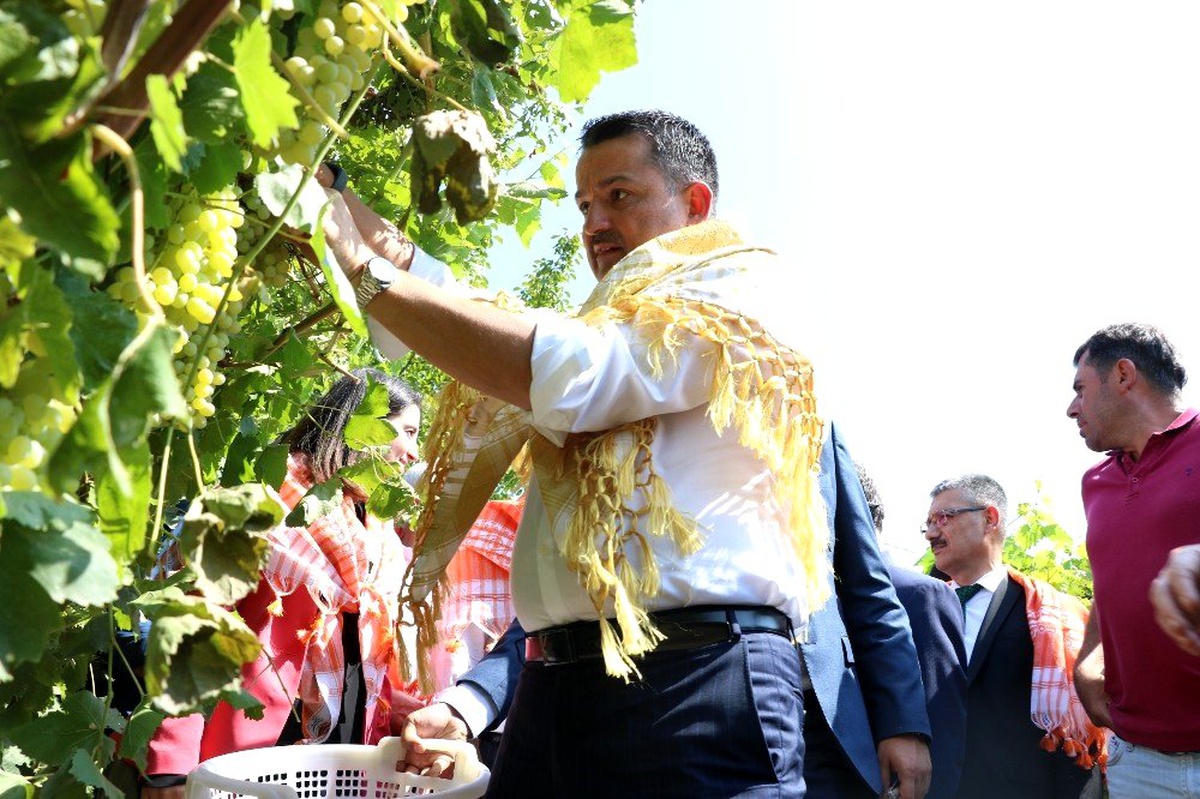 Bakan Pakdemirli üzüm bağına girdi hasat yaptı