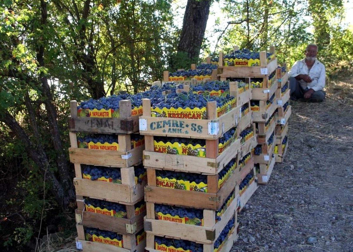 Cimin Üzümünün faydaları saymakla bitmiyor