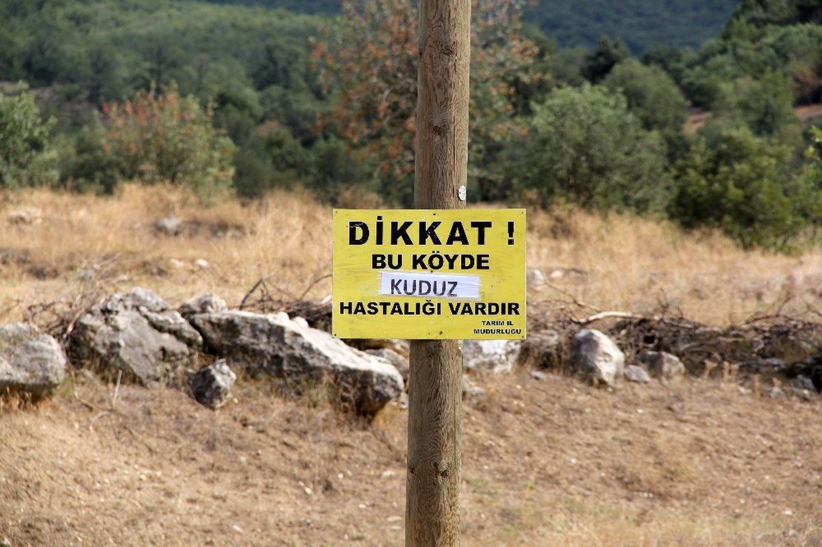 Çorum\'un Mecitözü ilçesine bağlı Koyunağılı köyünde bir inekte kuduz vak\'ası görüldü