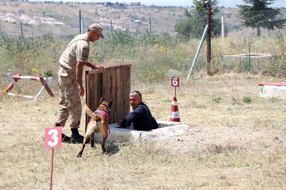 Hayat kurtaran köpekler 16 aylık eğitimden geçiriliyor