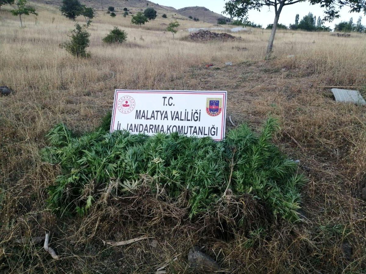 Hekimhan\'da uyuşturucu operasyonu: 1 gözaltı