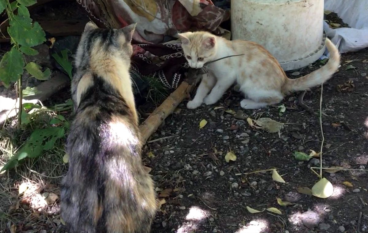 Kedi yavrusunun fare ile oyunu