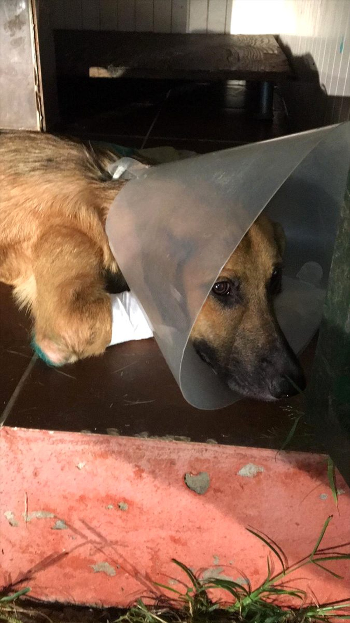 Kesici aletle yaralanan köpek yeni yuvasında
