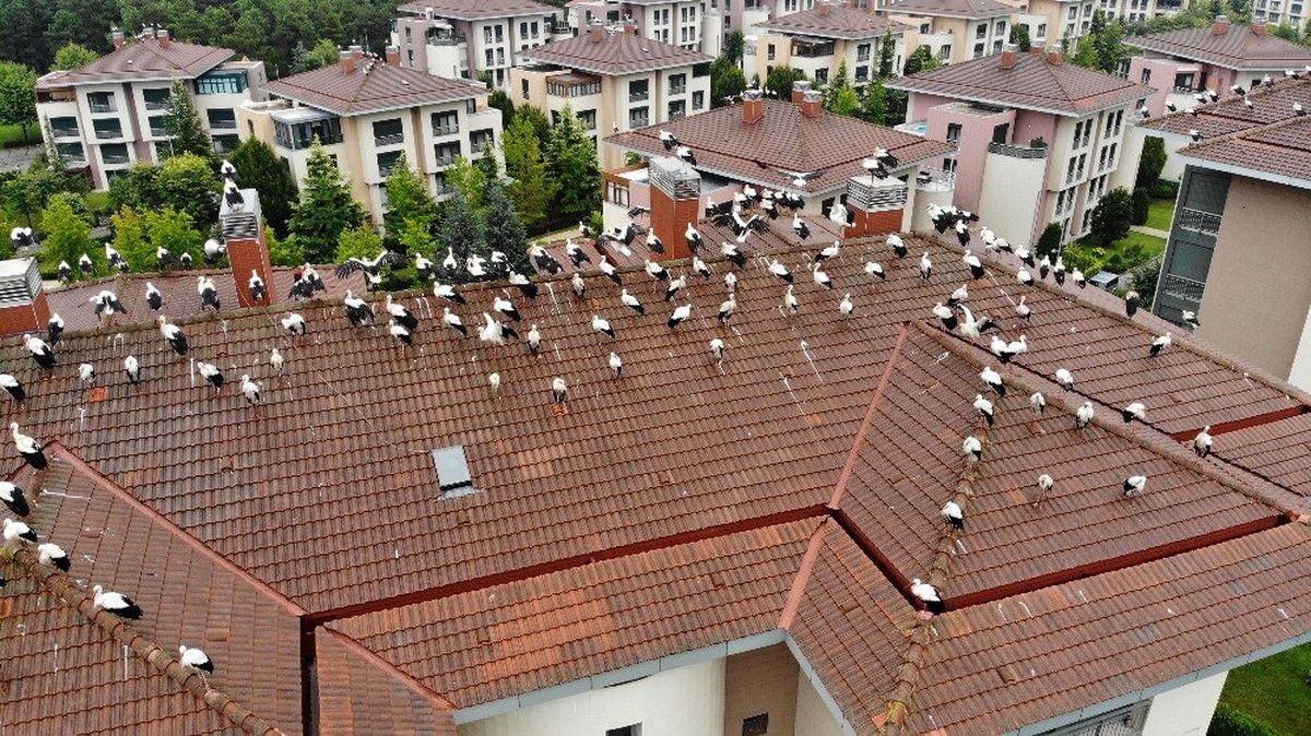 Sağanağın bitmesini böyle beklediler: Leyleklerin göç molası havadan görüntülendi