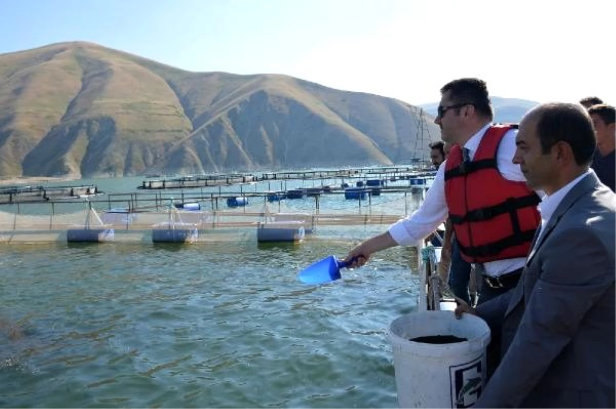 Türkiye\'de üretim durdu, Erzurum\'da göletler balık kaynıyor
