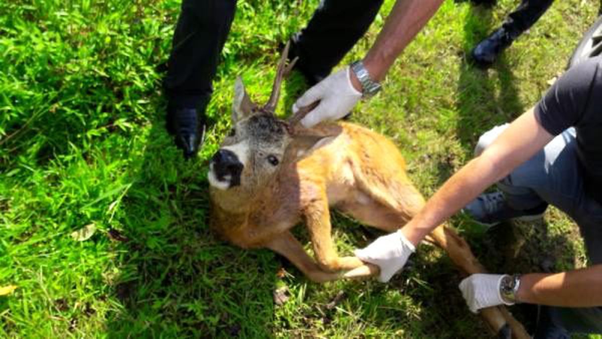 Yavru karaca, köpek saldırısından kurtarıldı