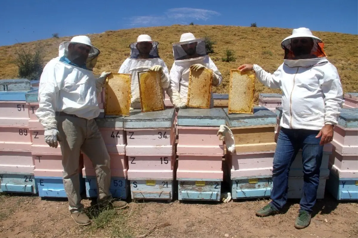 2 bin rakımda doğal "bal" bereketi
