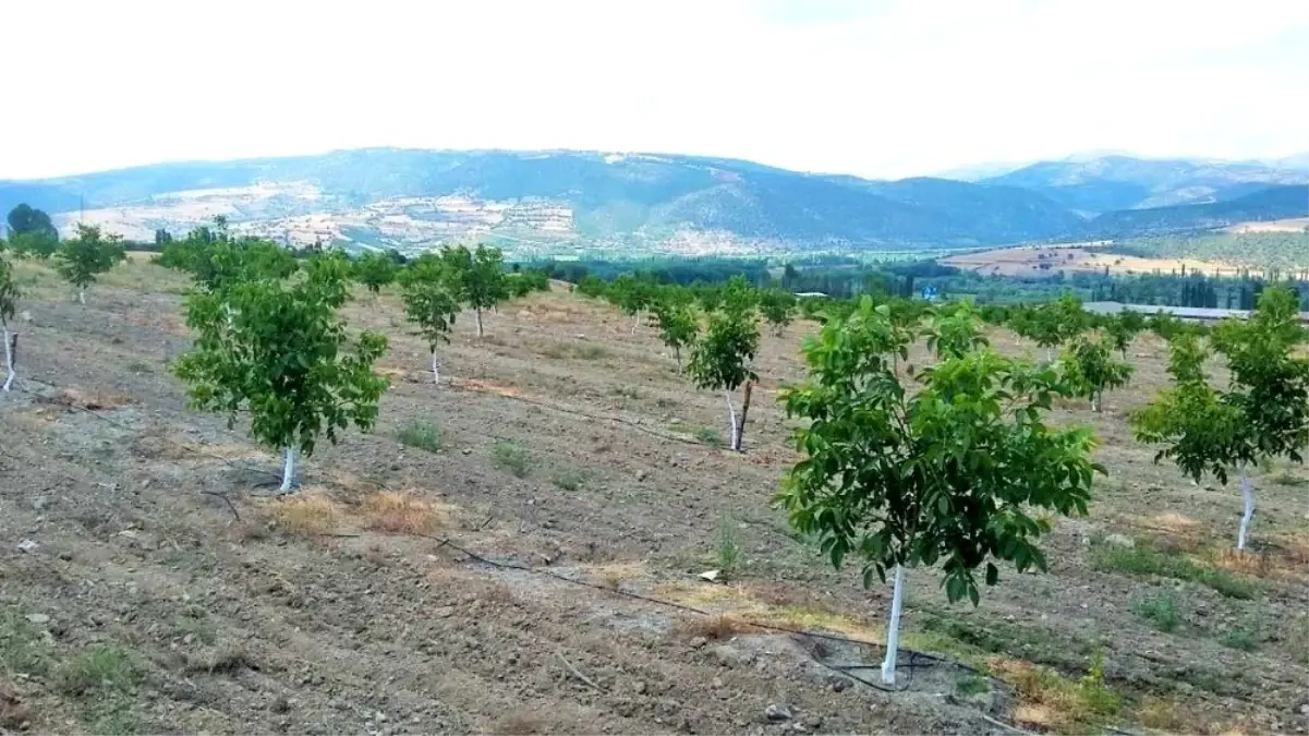 Amasya İl Özel İdaresi\'nin 3 bin ceviz fidanı diktiği \'Örnek Proje\' 4. yılında