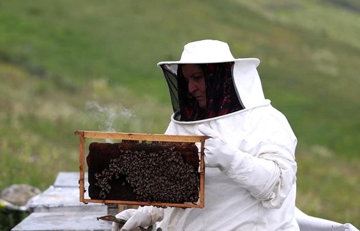 Anzer balında 2 bin ton rekolte bekleniyor