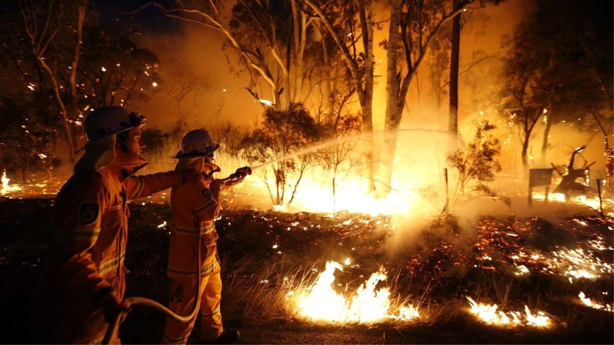 Avustralya\'nın Queensland eyaletindeki yangınlarda onlarca kanguru öldü
