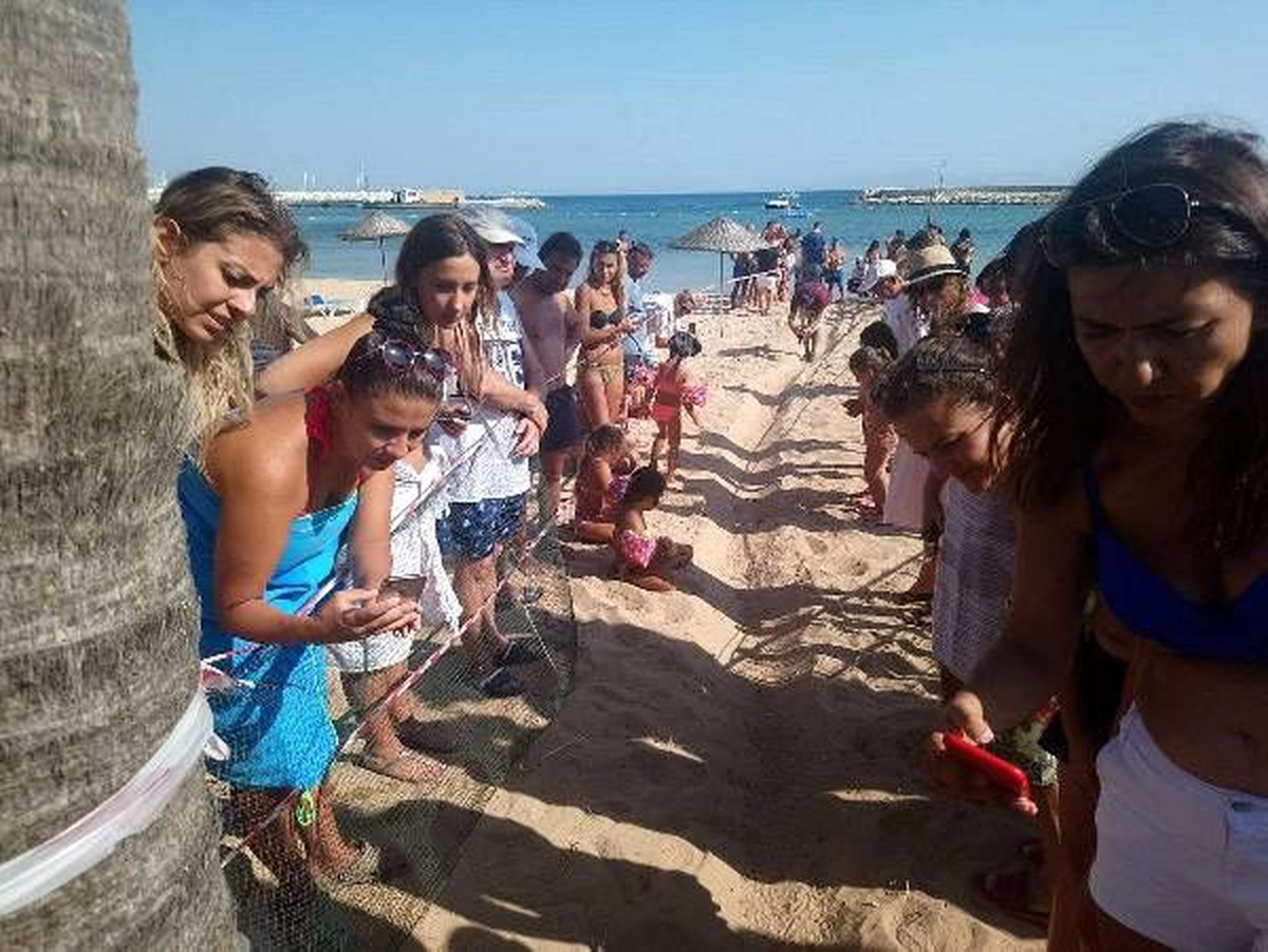 Didim\'de yavru caretta carettalar denizle buluştu