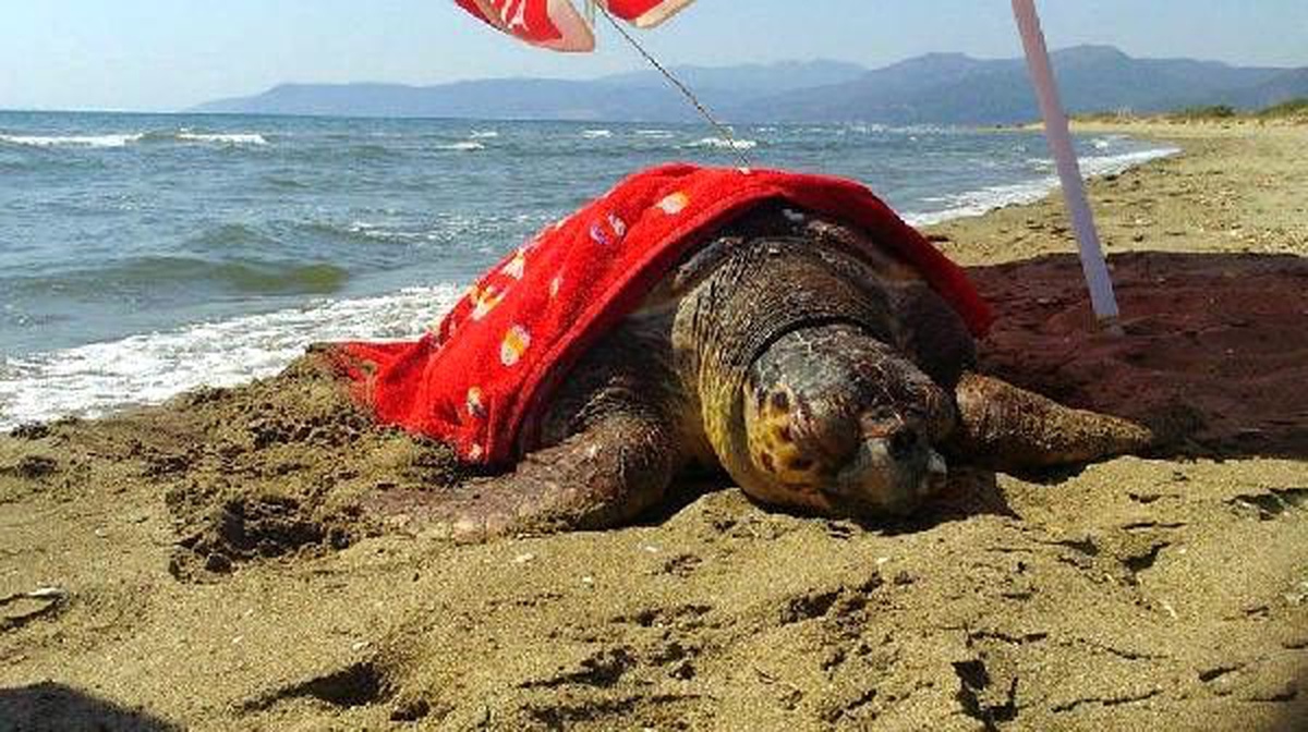 Doğaseverlerin duyarlılığı yaralı caretta caretta\'yı kurtardı