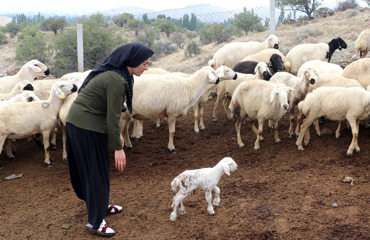 Kadın çiftçi hibe desteği ile başladı, şimdi çiftlik kurdu