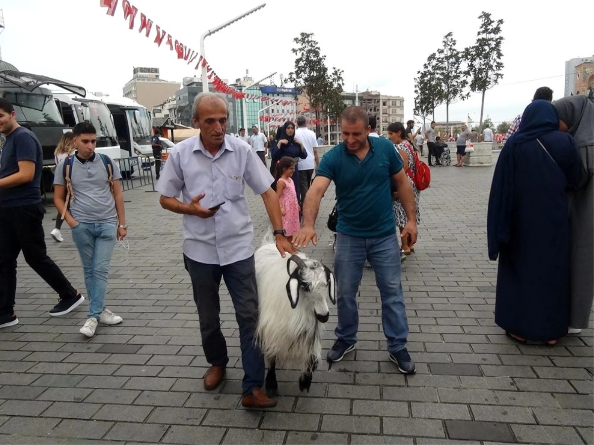 Keçisiyle Taksim\'e çıktı, vatandaşların ilgi odağı oldu