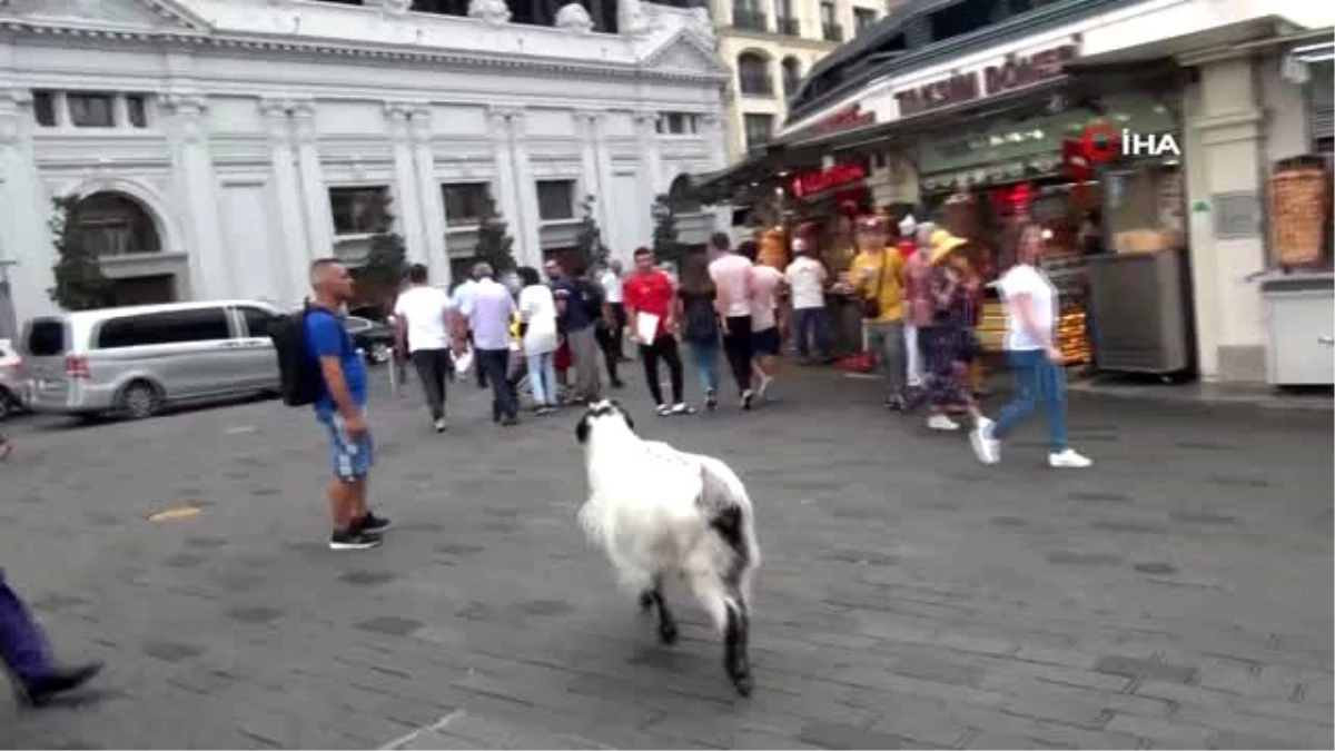 Keçisiyle Taksim\'e çıktı, vatandaşların ilgi odağı oldu